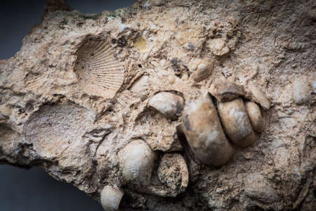 Close up shot of gastropod and sea shells fossil trapped in sandstone.