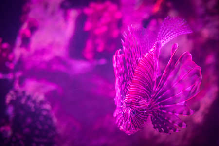 Beautiful and dangerous red lionfish, in an aquarium, one of the dangerous coral reef fish.の写真素材