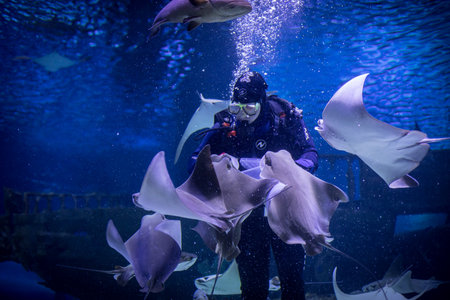 Antalia, Turkey - December 30, 2021: A scuba diver feeds catfish at an aquarium in Antalia, Turkey.のeditorial素材
