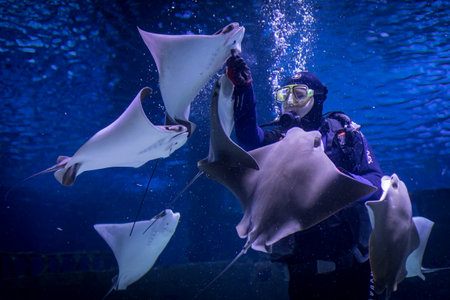 Antalia, Turkey - December 30, 2021: A scuba diver feeds catfish at an aquarium in Antalia, Turkey.のeditorial素材