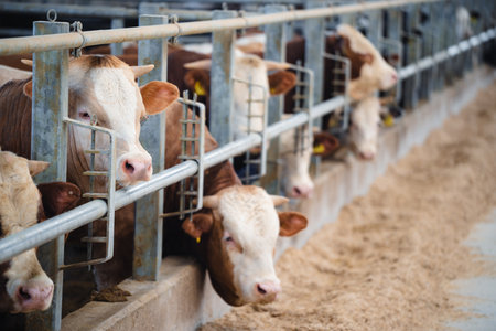 Color image of dairy farm cows indoor in the shed.の写真素材