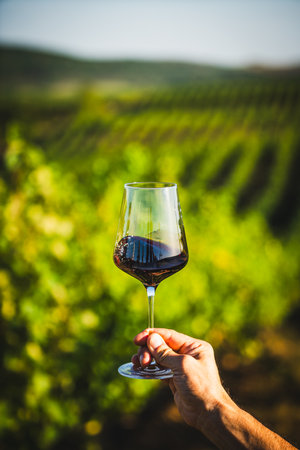 Person holding a glass of red wine in a vineyard at sunset, personal perspective POV.の写真素材