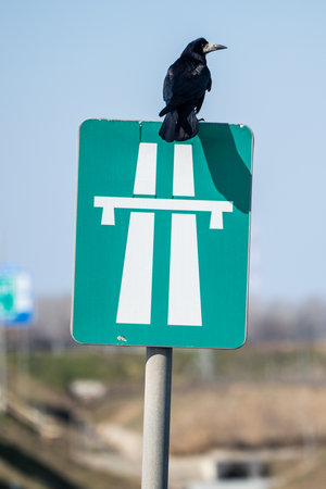 Close up shot of a crow sitting on a highway sign.の写真素材