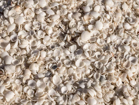 many small seashells at shell beach australiaの写真素材