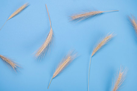 blue background with spikelets Countryside concept. Floral background