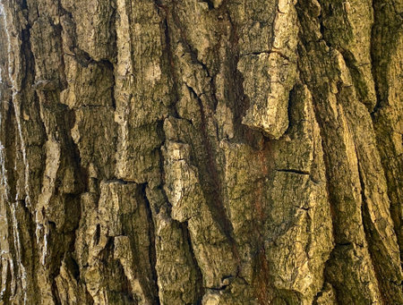 The structure of the bark of a large tree close-upの写真素材