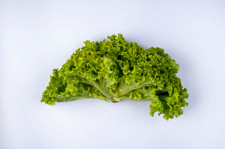 lettuce leaf isolated on white background