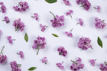 background of purple lilac flowers on a white background.Summer bright background,floral or plant designの写真素材