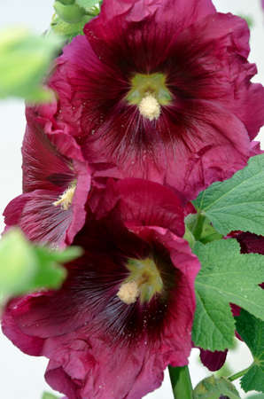 Detail of three purple flowersの写真素材