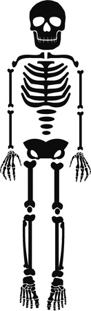 Human skeleton template Vectorのイラスト素材