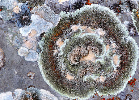 Lichens are composite organisms consisting of a fungus and a photosynthetic partner growing together in a symbiotic relationship の写真素材