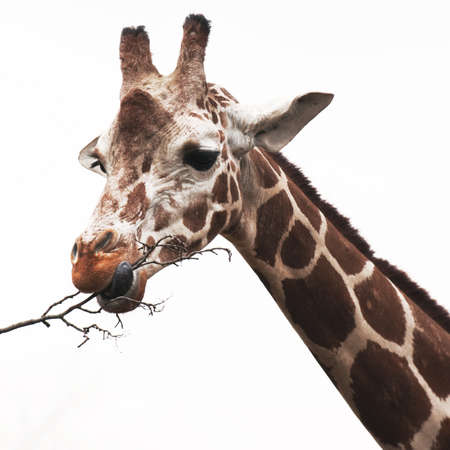 hungry giraffeの写真素材