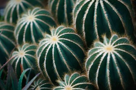 Barrel cactusの写真素材