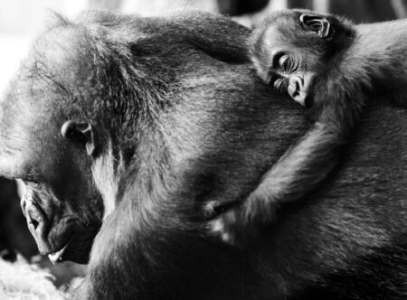 Cute baby and mother gorillaの写真素材