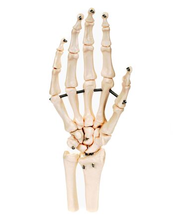 Hand skeleton, white backgroundの写真素材