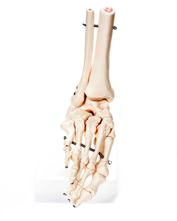 Foot skeleton, white background