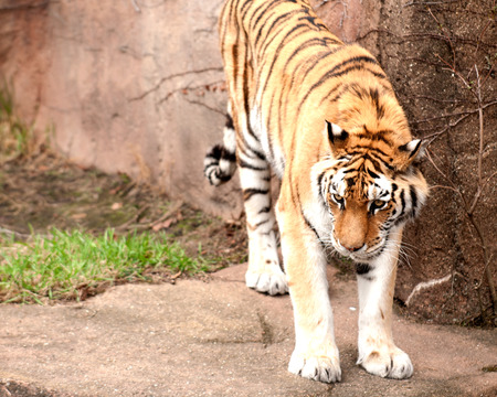 Amur tigerの写真素材