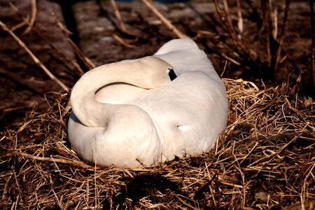 White swan hatching eggsの写真素材