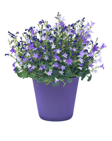 Campanula flowers in plastic pot separated on white backgroundの写真素材