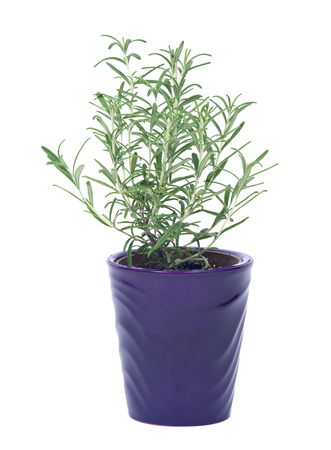 Rosemary in purple pot separated on white backgroundの写真素材