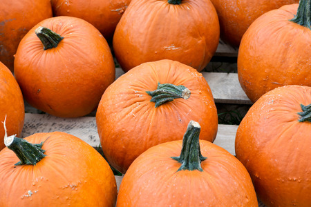 Halloween orange pumpkins in store just ready for saleの写真素材