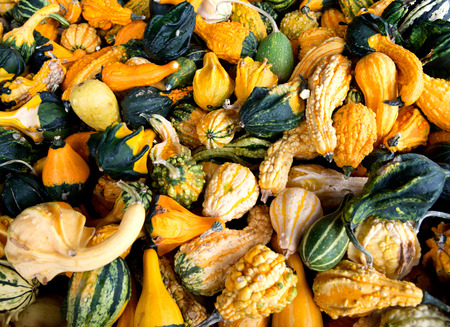 Different colored pumpkins in store ready for sale