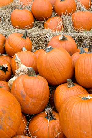 Halloween orange pumpkins in store just ready for saleの写真素材
