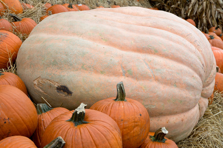 Halloween orange pumpkins in store just ready for saleの写真素材