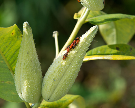 Large milkweed bugs on a common milkweed pod