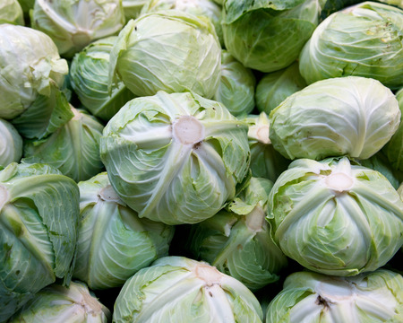 Ripe organic cabbage on shelf in local farmers market storeの写真素材
