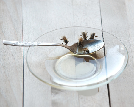 Feeding hungry bees with honey before long winterの写真素材