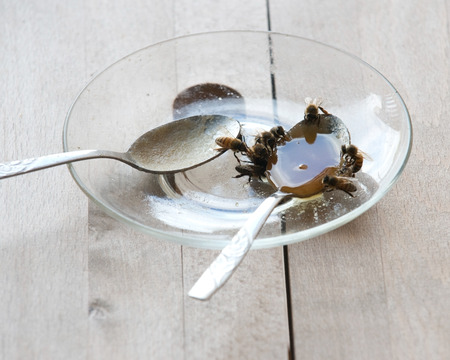 Feeding hungry bees with honey before long winterの写真素材