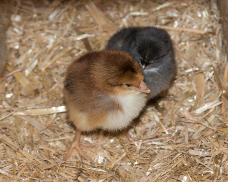 Pure breed baby chick after successful hatching on fresh strawの写真素材