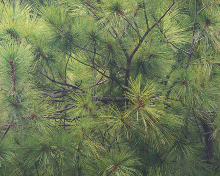 Needles of eastern white pine (Pinus strobus) native to eastern North America like backgroundの写真素材