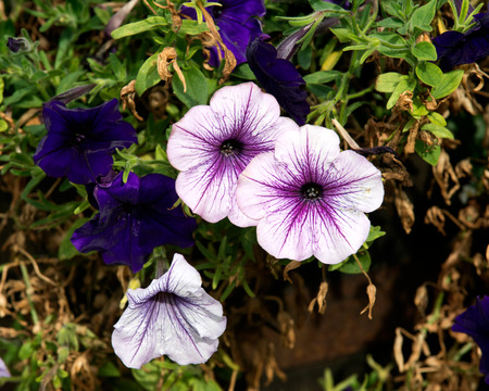 Purple wave petunia in garden on a sunny day