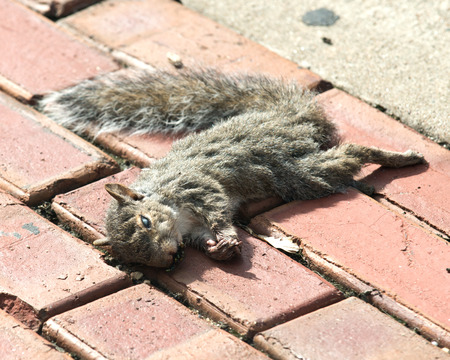 Dead eastern gray squirrel on red brick sidewalkの写真素材