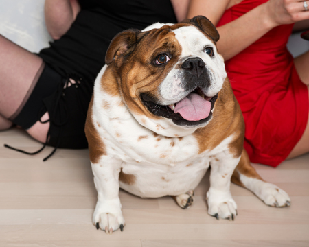 Purebred english bulldog and two funny party girlの写真素材