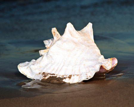 Large pink queen conch seashell lying on wet sand near the water on the beach at sunrise.