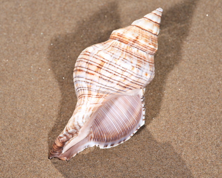 The mollusc (or mollusk) shell is typically a calcareous exoskeleton which encloses, supports and protects the soft parts of an animal in the phylum Mollusca, which includes snails, clams, tusk shellsの写真素材