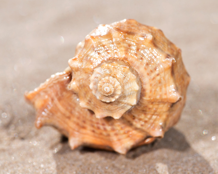 The mollusc (or mollusk) shell is typically a calcareous exoskeleton which encloses, supports and...