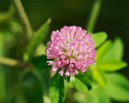 Pink clover flower (Trifolium pratense) in sanctuary parkの写真素材