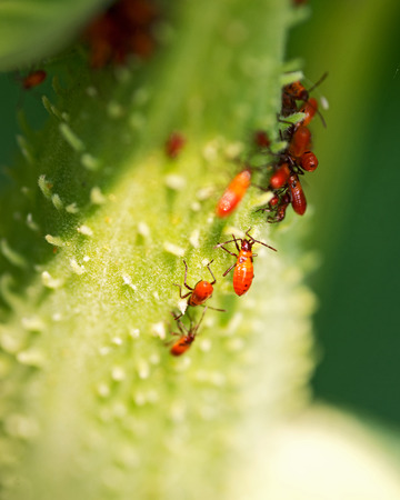 Large milkweed bug nymphs, Oncopeltus fasciatus,  on seed pod of the common milkweed, Asclepias...