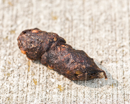 Animal poop on concrete surface by the Lake Michigan. Wildlife droppings. Feces.