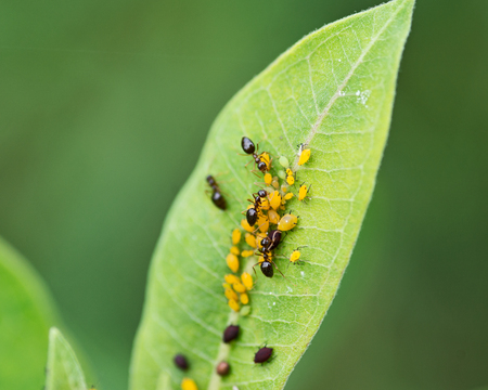 Aphids (Aphidoidea superfamily) feed on the sap of plants and secrete a sugary substance called...