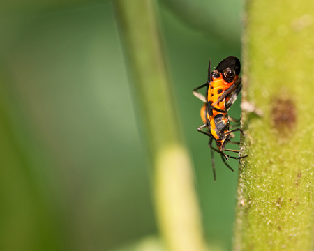 Large milkweed bugs, Oncopeltus fasciatus,  on the common milkweed, Asclepias syriacaの写真素材