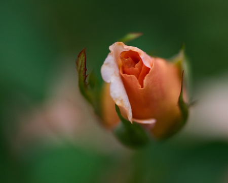 Macro shot of the Peace rose, formally Rosa 'Madame A. Meilland'. Bud of garden hybrid tea rose in botanic garden.の写真素材