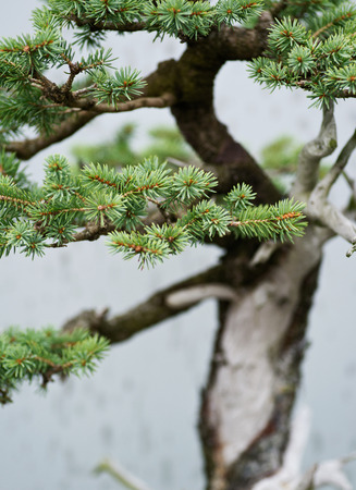 Details of traditional bonsai tree, Japanese art form using trees grown in containers on rainy day in botanic garden.の写真素材