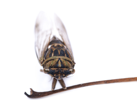 Insect Cicada (Cicadoidea) on long dry leaf stalk isolated on white background.