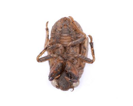 Cicada nymph shell (exuvum) isolated on white background. Periodical cicada emergence. ...