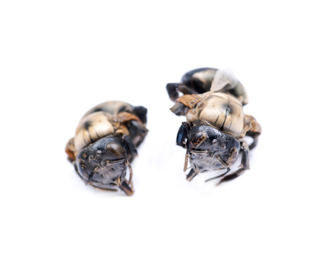 Dried dead insect bumblebee isolated on white background